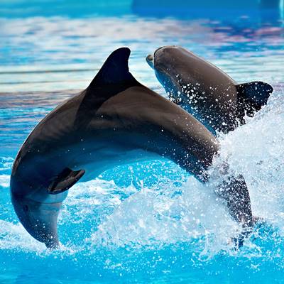 Шоу дельфинов в Бодруме