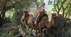 Сафари на Верблюдах в Фетхие