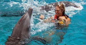 Плавание с дельфинами в Бодруме