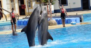 Шоу Дельфинов в Алании