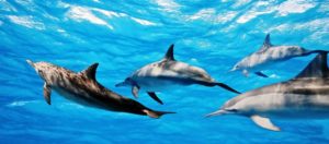 Шоу Дельфинов в Алании