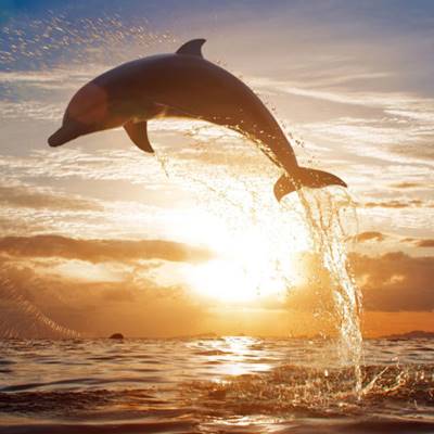 Остров дельфинов в Сиде