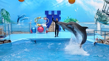 Шоу Дельфинов в Кемере