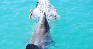 Плавание с дельфинами в КемереПлавание с дельфинами в Кемере