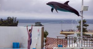 Шоу дельфинов в Бодруме
