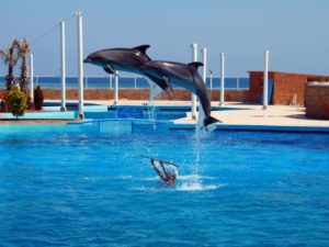 Плавание с дельфинами в Белеке