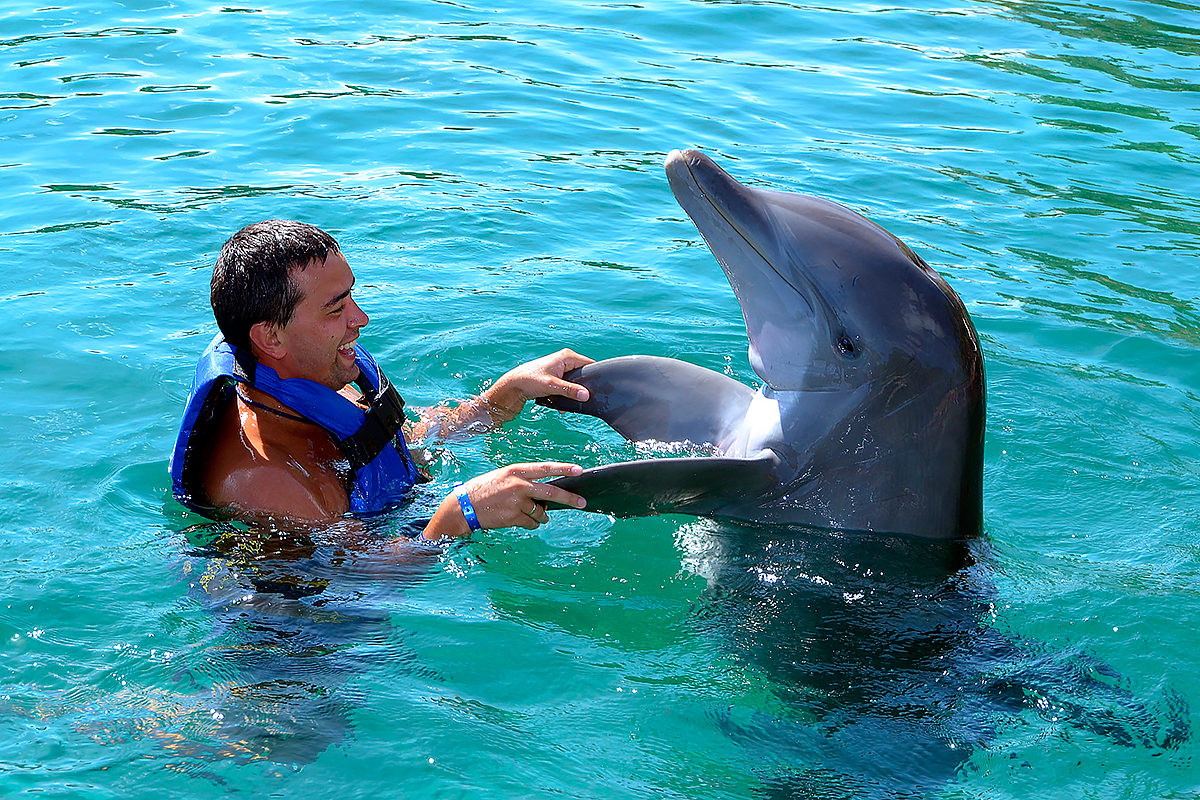 Удовольствие с дельфином. Энцо Майорка и Дельфин. Дельфинарий Шарм-Эль-Шейх. Дэвид Натансон дельфинотерапия. Дельфинарий Тайланд.