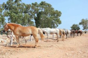 Прогулка на лошадях в Дидиме