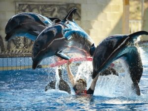 Шоу дельфинов и морских львов в Кушадасы