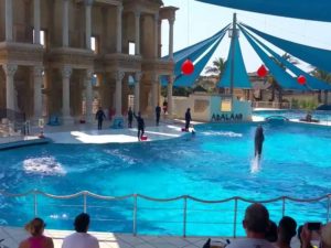 Шоу дельфинов и морских львов в Кушадасы